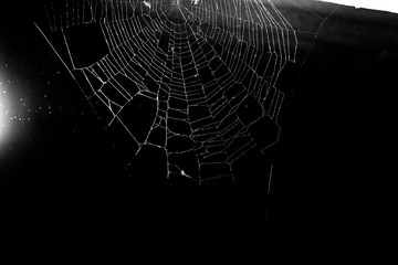 Wall Mural - spider web on black background