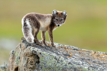 arctic fox closeup summer svalbard