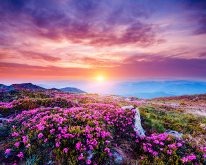 Fotobehang - The magic rhododendron blossoms in springtime. Location Carpathian, Ukraine, Europe.