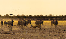 A Gathering Of African Animals At A Waterhole