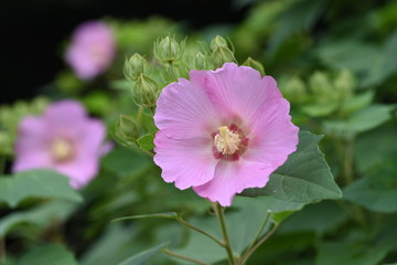 Poster - Cotton rose are one-day flowers with pink and white flowers from summer to autumn.