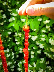 Hand holding a straw with wild strawberries. Sunny green summer nature in the background