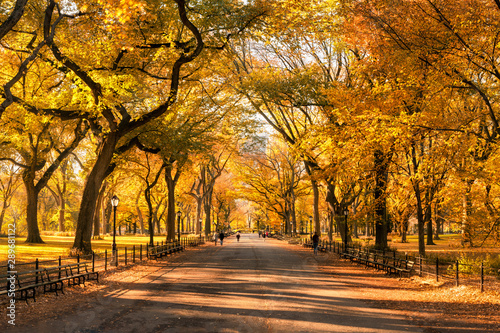 Fototapeta park colorful-central-park-in-new-york-city-during-autumn-season
