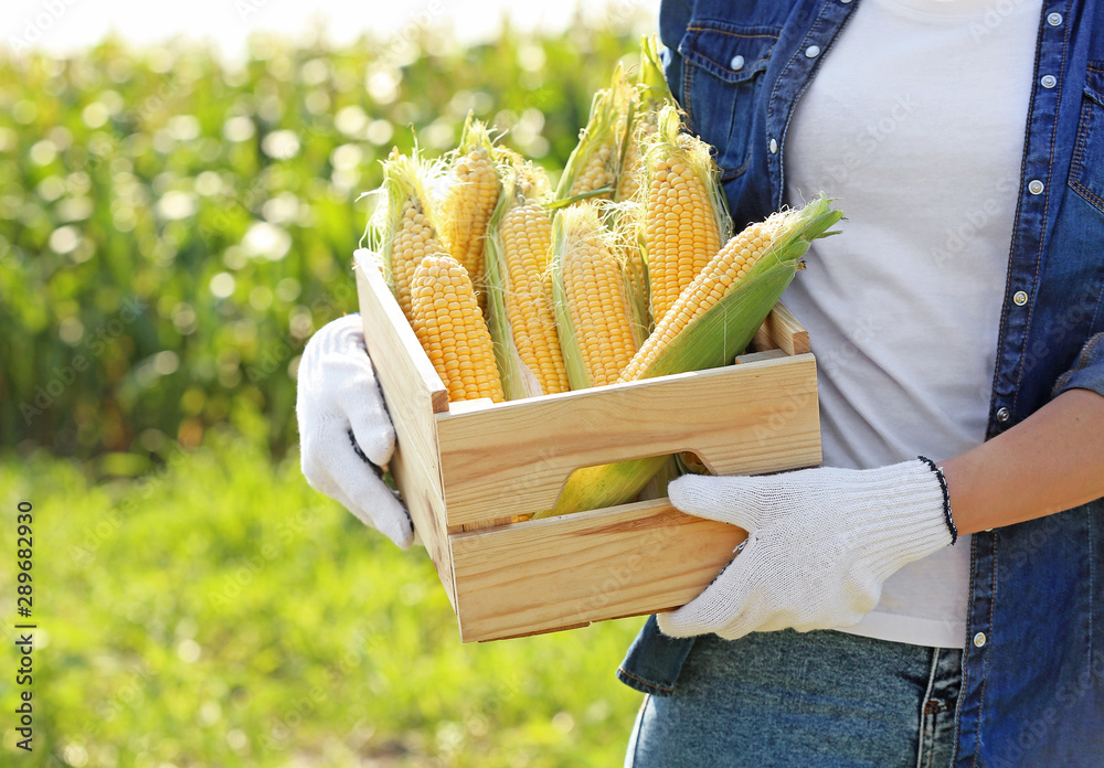Female farmer with ripe corn cobs in field