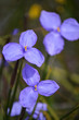 Australian native silky purple flag iris wildflowers, Patersonia sericea, family Iridaceae, flowering in spring along the Little Marley firetrail, Royal National Park, Sydney, NSW, Australia