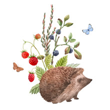 Watercolor Hedgehog Vector Illustration