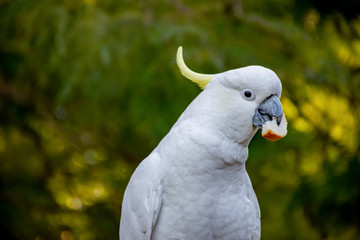 Sulphur-crested cockatoo eating bread. Urban wildlife. Backyard visitors. Don't feed wild birds and animals.