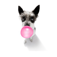 Dog Chewing Bubble Gum