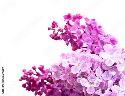 Fresh lilac flowers