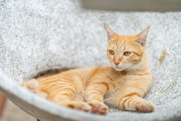 Wall Mural - Ginger tabby cat lying on the marble bench.