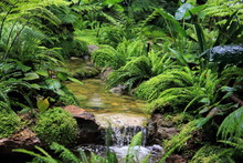 Forest Stream With Green Vegetation In The River: Ferns,  Leaves And Rocks Covered With Moss. 