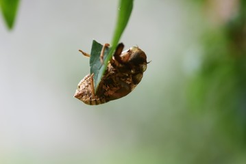 Canvas Print - A cicada shell remains clinging to a leaf or branch of a tree.