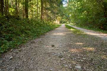 Wall Mural - dirt road in the forest