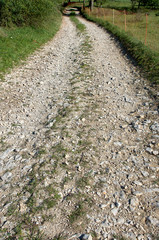 Wall Mural - dirt road in the forest