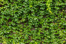 Green Vine Growing On Wooden Wall, Outdoor Gardening, Nature Background