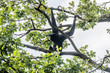 Gibon ape in Burgers' Zoo, Arnhem
