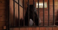 Beautiful Thoroughbred Horse Is In The Stable Behind A Metal Bars Looking Into The Camera. Animal Care. The Concept Of Horses And People.