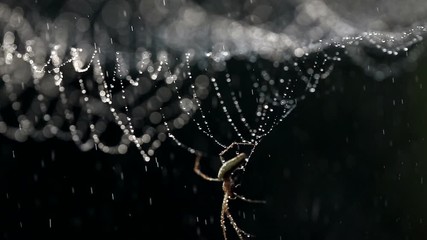 Backlit macro shot of silhouette of spider spinning its cobweb with dew in a wheat field, at sunset.