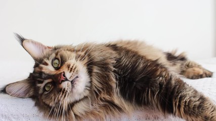 Wall Mural - Maine coon cat lying down on couch and yawning