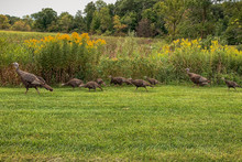 Large Animal Family Of Wild Turkeys In A Row Outside 
