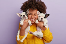 Close Up Shot Of Pleased Woman With Afro Hair Holds Two Puppies, Spends Leisure Time With Loyal Animal Friends, Happy To Have Newborn French Bulldog Dogs, Isolated On Purple Wall. Animals, People
