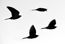 Silhouette Of Flying Cuckoos In Black And White (composite Image)