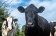 © Stef Bennett - A close up photo of a Black and white Cow in a field