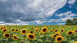 Sunflowers in the field 