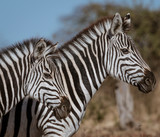Fototapeta Sawanna - Profile of two zebras walking in Botswana