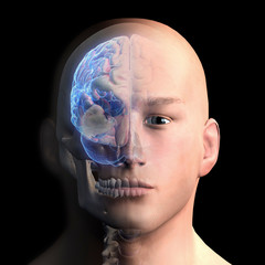 Wall Mural - Front View of Human Head and Brain on Black