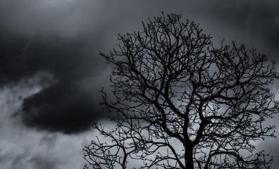 Wall Mural - Silhouette dead tree and branch on grey sky background. Black branches of tree. Nature texture background. Art background for sad, dead, lonely, hopeless, and despair. Halloween day background.