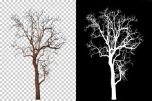 Single Tree On Transparent Picture Background With Clipping Path, Single Tree With Clipping Path And Alpha Channel On Black Background Large Images Are Suitable For All Types Of Art Work And Print.