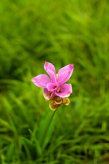 Curcuma sessilis , Familia: Zingiberaceae at Pa Hin Ngam National park,Chaiyaphum,Thailand. Petals and root can cooking for many food.