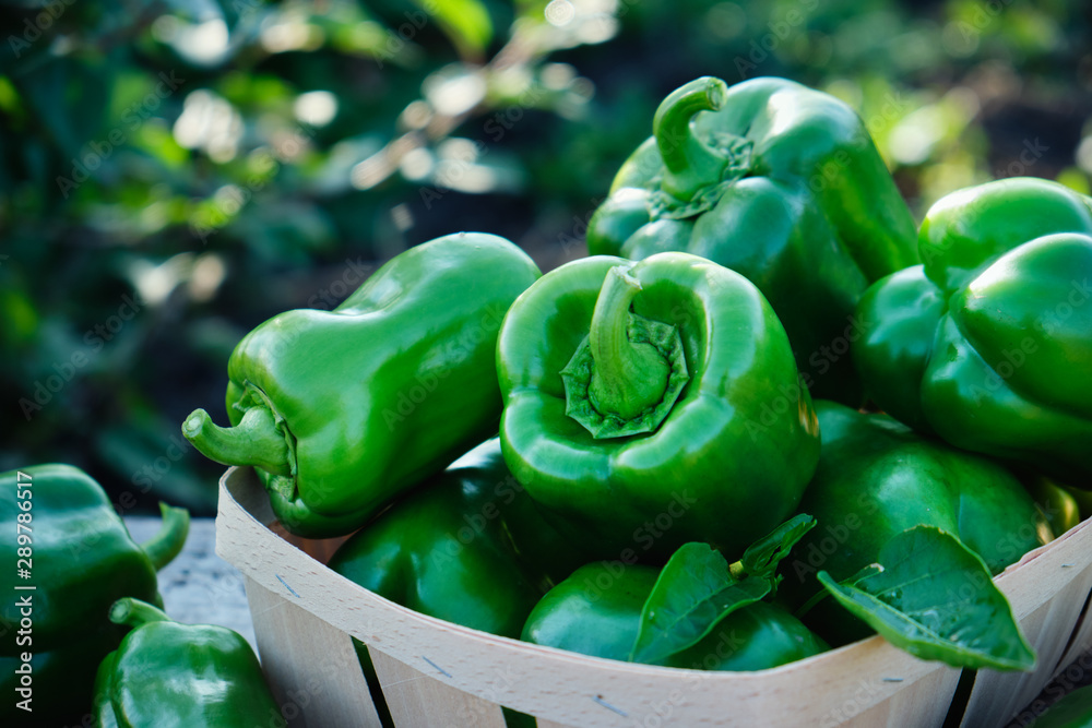 Sweet bell green pepper on a table in the garden, close up. Growing ...