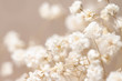 Gypsophila dry little white flowers detailed macro
