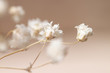 Gypsophila dry little white flowers romantic macro