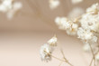 Gypsophila dry little white flowers text macro