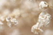 Gypsophila dry little white flowers neutral macro