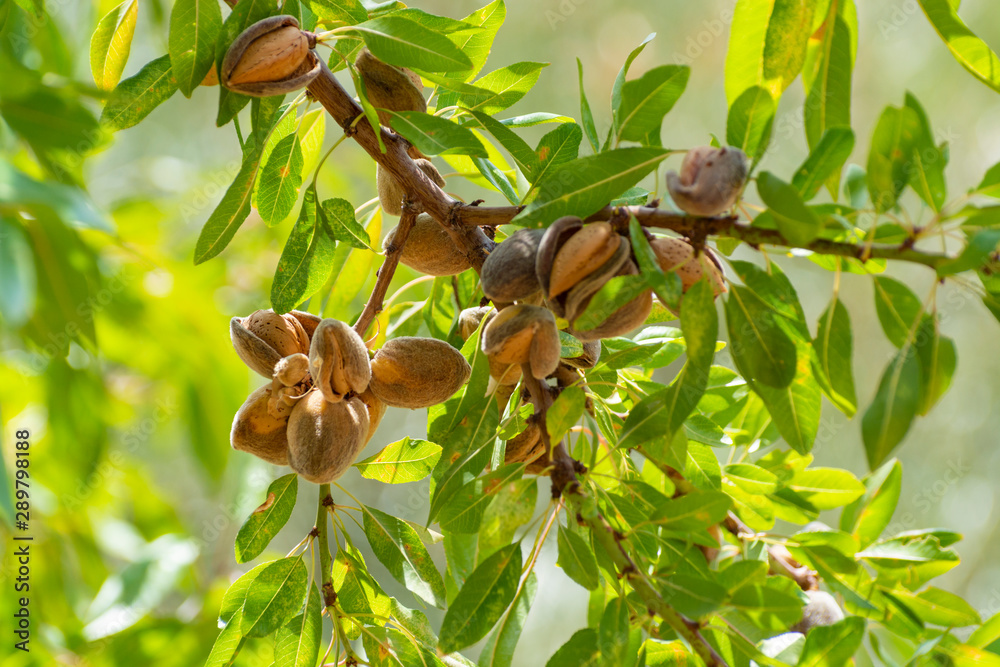 Ripe almonds nuts on almond tree ready to harvest Stock Photo | Adobe Stock