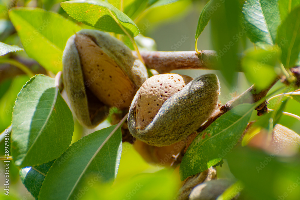 Almonds Fuzzy Ripe Ripe almonds nuts on almond tree ready to harvest Stock Photo | Adobe Stock