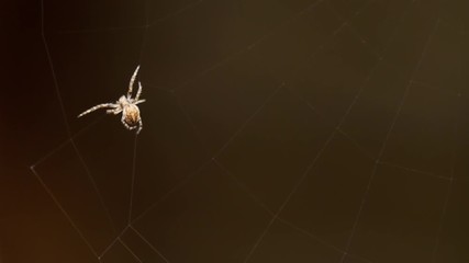 Spider weaves a web