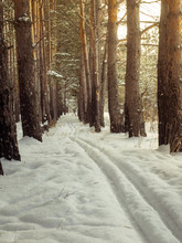 Pine Forest In Winter. Cross-country Ski Run. Natural Landscape. Late Autumn And Early Winter. Trunks Trees And Clean Snow. Sport And Active Rest In Winter. Ski Track