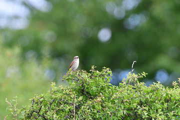 Wall Mural - Red-backed shrike sitting on top of branch on a bush