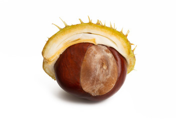 Wall Mural - chestnut isolated