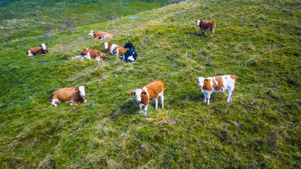 Wall Mural - Mucche al pascolo in montagna