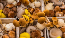 Fresh Varieties Of Wild Mushrooms In A Local Farmers Market