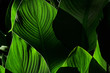 Große grüne Blätter im Licht