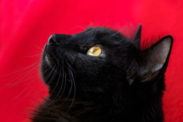 Wall Mural - Portrait of a black cat on a red background