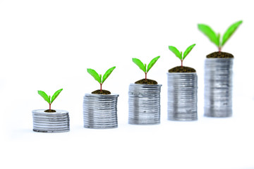 Coins are arranged in rows and stacked in a pile. There are young shoots of growing trees. This picture shows the growing finances, with white background