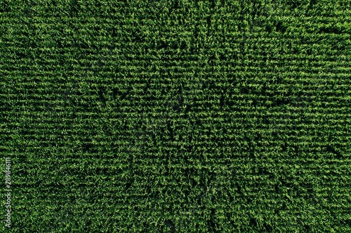 Fotografía Aerial view of green rows corn field in summer.